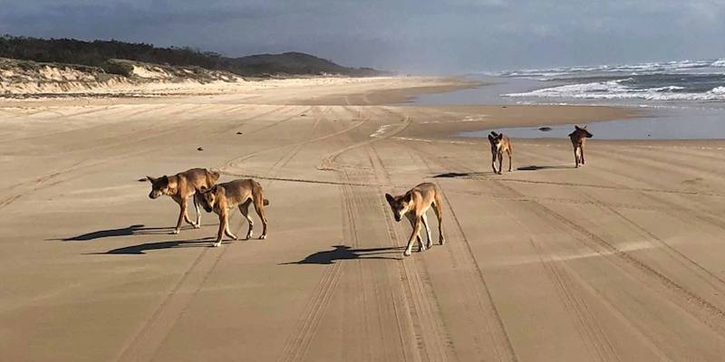 Fraser Island, la spiaggia più pericolosa al mondo
